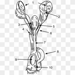 Open - Platypus Female Reproductive System Clipart