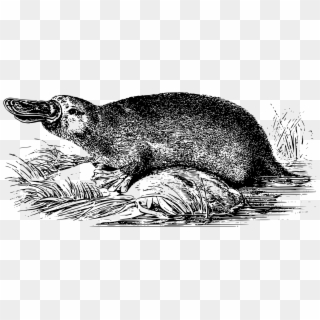 Beaver Platypus Monotreme Whiskers Raccoon - Platypus Svg Clipart