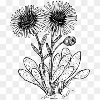 Daisies Clipart Black And White - Png Download