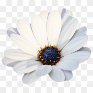 Camomile Png Hd Photo - African Daisy Clipart