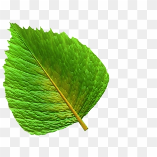 Grønne Blade Png - Leaf Clipart