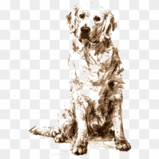 Golden Retriever Sitting Drawing , Png Download - Golden Retriever Charcoal Drawing Clipart