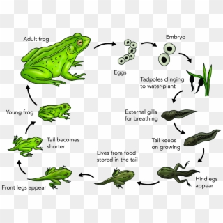 Download Clipart - Australian Green Tree Frog Life Cycle - Png Download