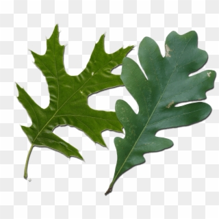 Red Oak Vs White Oak Leaves How To Tell Them Apart - American Holly Clipart