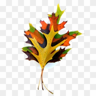 Cd Art, Oak Leaves, Short Stack, Flora, Decorative - Maple Leaf Clipart