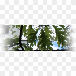 Oak Leaves Blog - Plane-tree Family Clipart