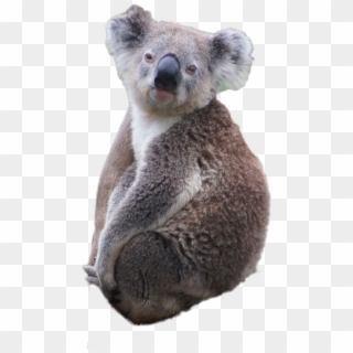 Koala Png Image - Koala Clipart