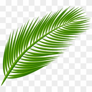 Arecaceae Palm Leaf Transparent Png File Hd Clipart