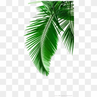 Picture Leaf Leaves Material Arecaceae Palm Green Clipart - Palm Leaf Black And White - Png Download