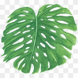 Palm Fronds Png - Fern Clipart