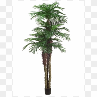 10' 8' 6' Tropical Area Palm Tree X3 W/1781 - Borassus Flabellifer Clipart