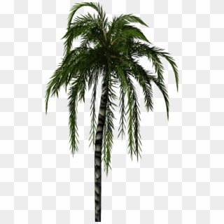 Jubaea Palm - Palm Tree Render Png Clipart