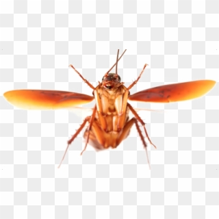 Roach Transparent Background Png - Cockroach Fly Clipart