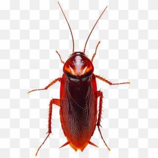Several Species Of Cockroaches Are Found In Different - Cockroach Hd Clipart