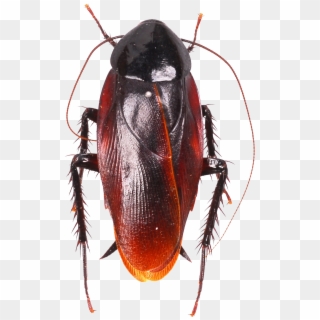 Roach Png - Does A Roach Look Like Clipart
