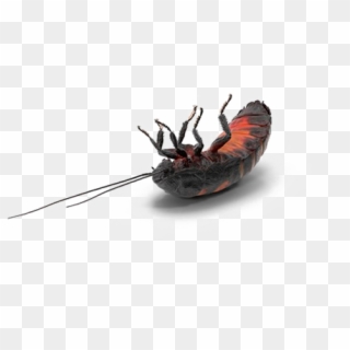 Cockroach Png Transparent Background - Madagascar Hissing Cockroach Clipart
