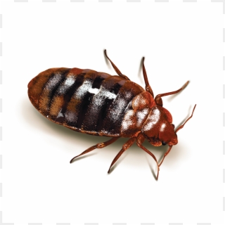 Cockroaches - Bed Bugs Clipart