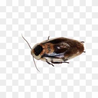 Cockroach - Cafard Transparent Clipart