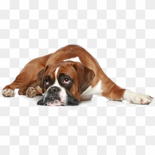 Get Well Soon Boxer Dog Clipart