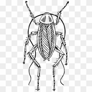 2000 X 3890 6 - Cockroach Black And White Png Clipart