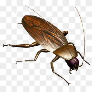 Roach Png - Pest Control Png Clipart