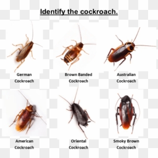 Please Call Out Office To Discuss The Cockroach Issue - Cockroach Clipart
