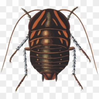 Cockroach Insect Polyzosteria Mitchelli Blattidae - Polyzosteria Mitchelli Clipart