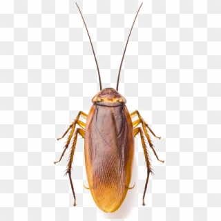 Roach Png Image - Cockroaches Dirty Clipart