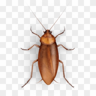 Roach Png Free Download - Cockroaches Png Clipart