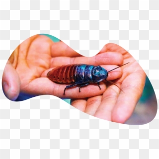 Madg-roach - Madagascar Hissing Cockroach Clipart