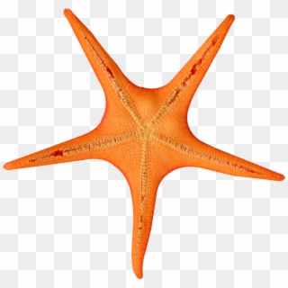 Download Png Image Report - Starfish Clipart