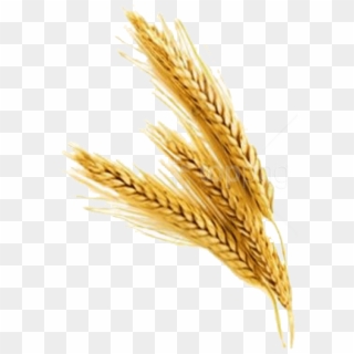 Free Png Barley Png File Png Images Transparent - Wheat Stalk No Background Clipart