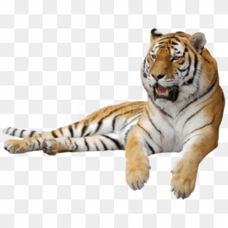 Download Tiger Sitting Sideview Png Images Background - Тигр Пнг Clipart