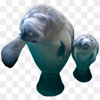 Manatee Png - Walrus Clipart