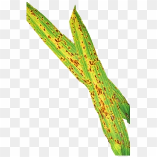 Treatments Made At The Flag Leaf Emergence Stage Will - Plant Pathology Clipart