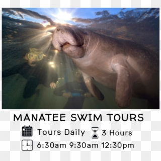Explore Our Tours - Dugong Clipart