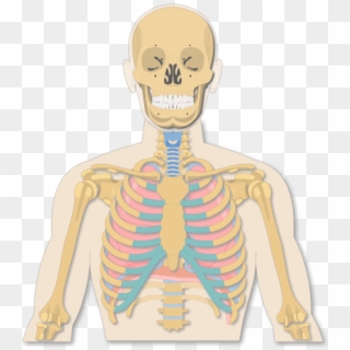 A View Of The Rib Cage - Illustration Clipart