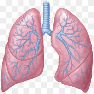 Download - Lungs Transparent Clipart