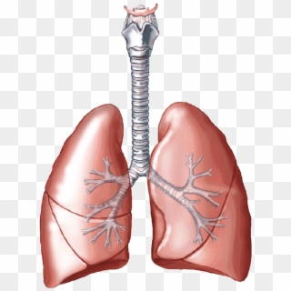 Lungs Png Clipart - Cartoon Lungs Transparent Png