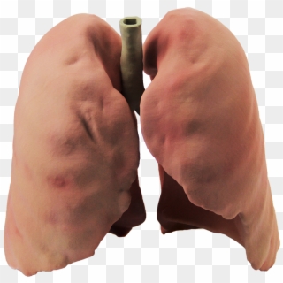 Real Lungs Png , Png Download Clipart