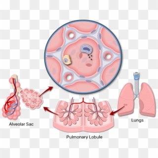 A Magnified View Of An Alveolar Sac - Alveoli Structure Clipart