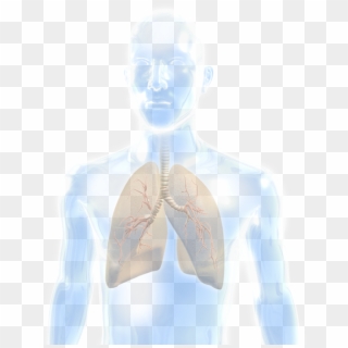 Lung - Illustration Clipart
