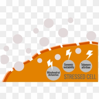 Free Radicals Cause Oxidative Stress, Leading The Ageing - Manage A Small Law Firm Clipart