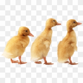 3 Little Cute Ducklings - Duckling Png Clipart