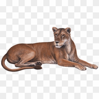Lioness Download Transparent Png Image - Cougar Clipart