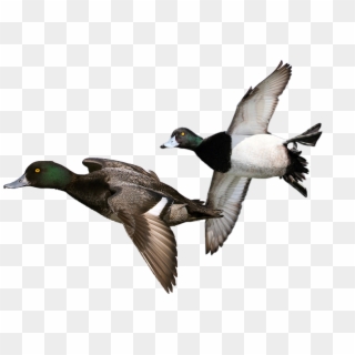 Duck Hunt Duck Png - Mallard Clipart
