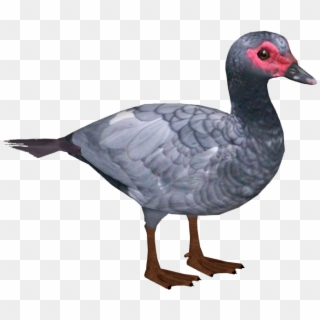 Domestic Muscovy Duck - Muscovy Duck Png Clipart