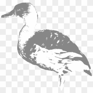 1000 X 1000 3 - Mallard Clipart