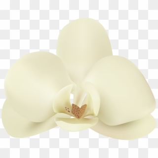 Vanilla Flower Png Clip Art Image Transparent Png