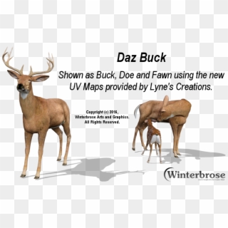 Daz Buck Doe Fawn With New Uv Map From Lyne's Creations - Elk Clipart